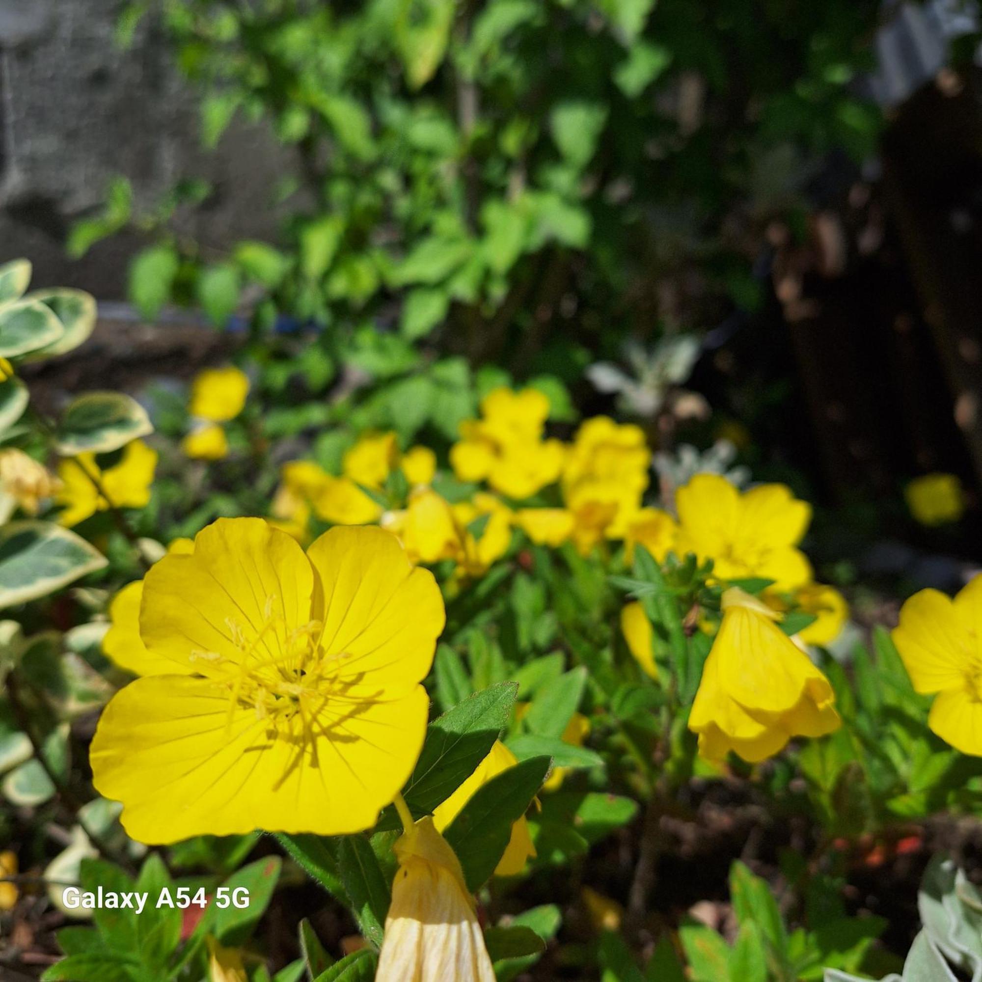David Guest House Sarpi Ngoại thất bức ảnh